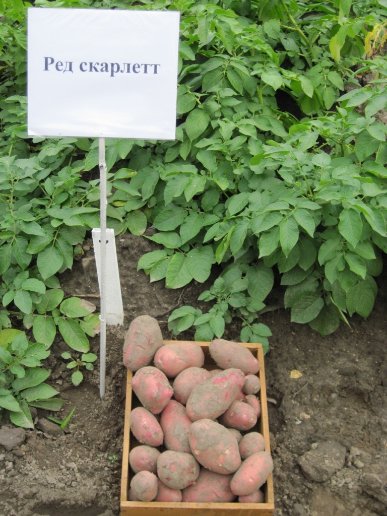 РЕД СКАРЛЕТ.JPG